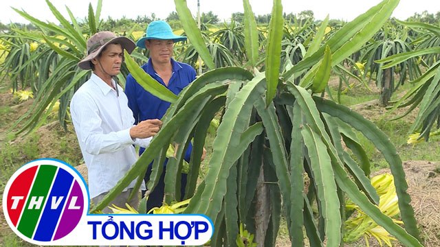 THVL | Nông nghiệp bền vững: Vĩnh Long nỗ lực phát triển sản xuất theo chuỗi giá trị