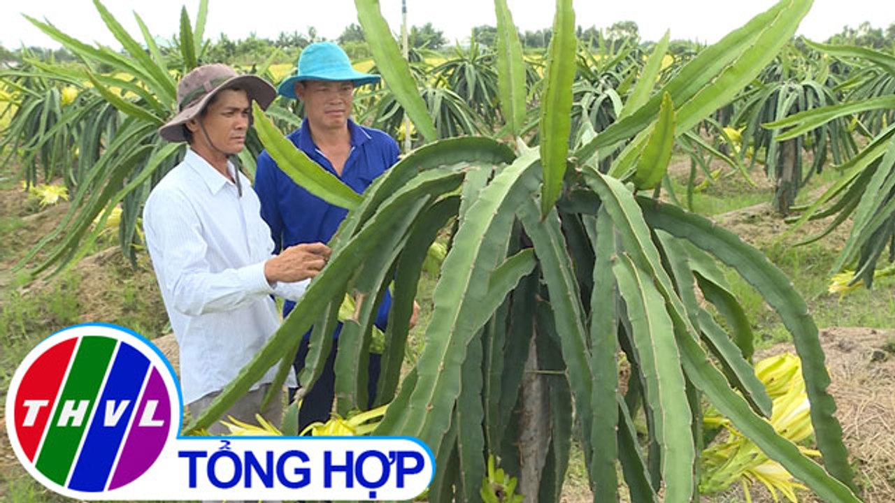 THVL | Nông nghiệp bền vững: Vĩnh Long nỗ lực phát triển sản xuất theo chuỗi giá trị