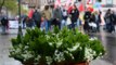 Frankreich: Woher kommt die Tradition der Maiglöckchen am 1. Mai?