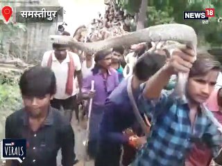OMG! नाग पंचमी पर्व पर जहरीले सांपों से खेलते भक्त, देखें VIDEO