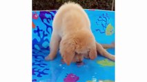 Funny And Cute Golden Retriever Puppies Compilation - Cutest Golden Puppies Love