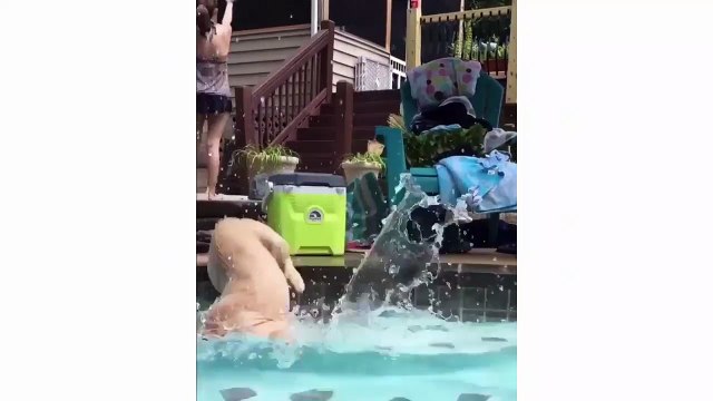 Funny And Cute Golden Retriever Puppies Compilation #1 - Cute dog videos