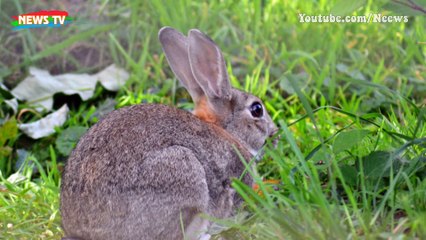 [Chiến trường K]. Những cuộc săn thú dữ nghẹt thở trong rừng thẳm