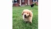 Funny And Cute Golden Retriever Puppies Compilation - Cutest Golden Puppies