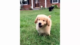 Funny And Cute Golden Retriever Puppies Compilation - Cutest Golden Puppies