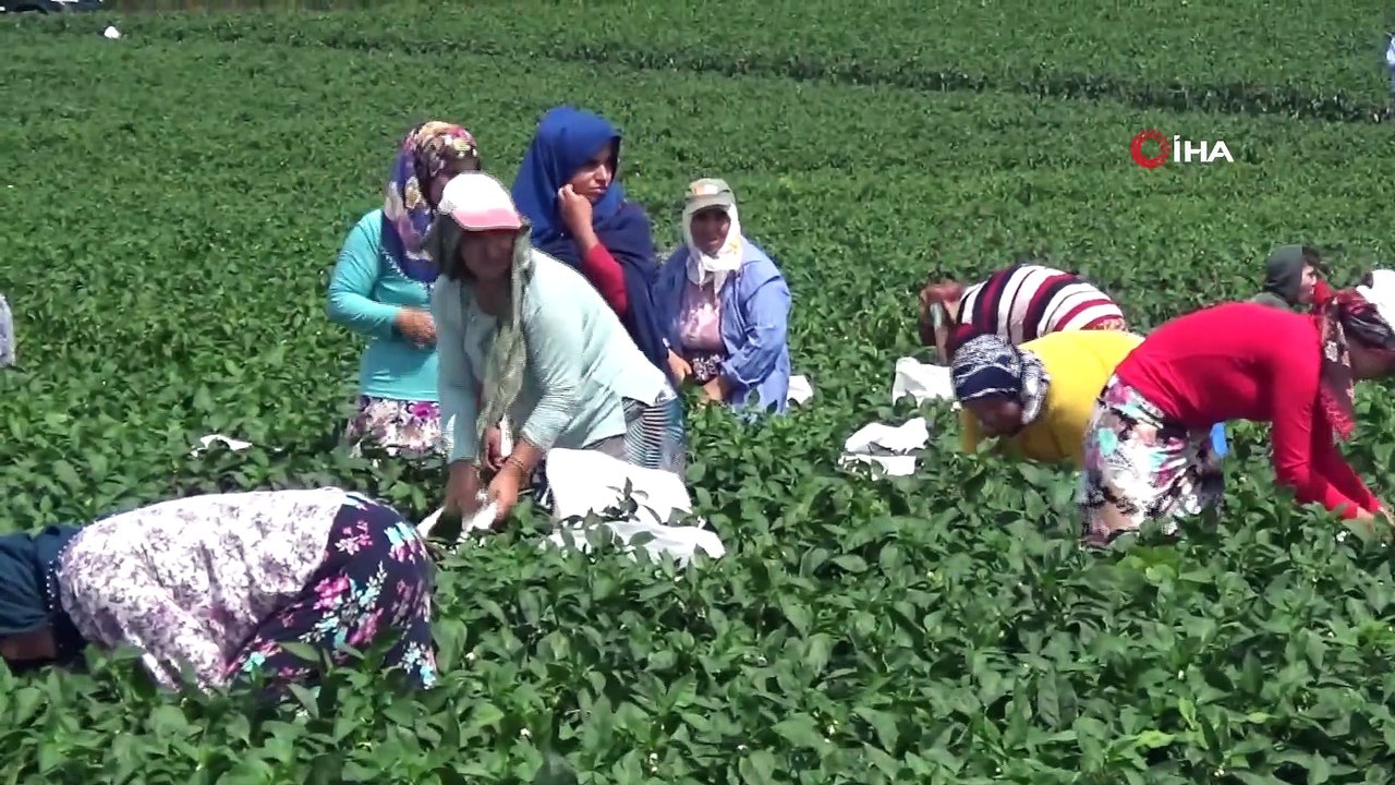 Bafra Ovası'nda Biber Hasadı