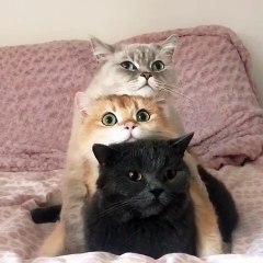 Cats Unstack for Dinner Time