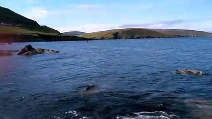 Killer Whale Migration Passes Within Metres