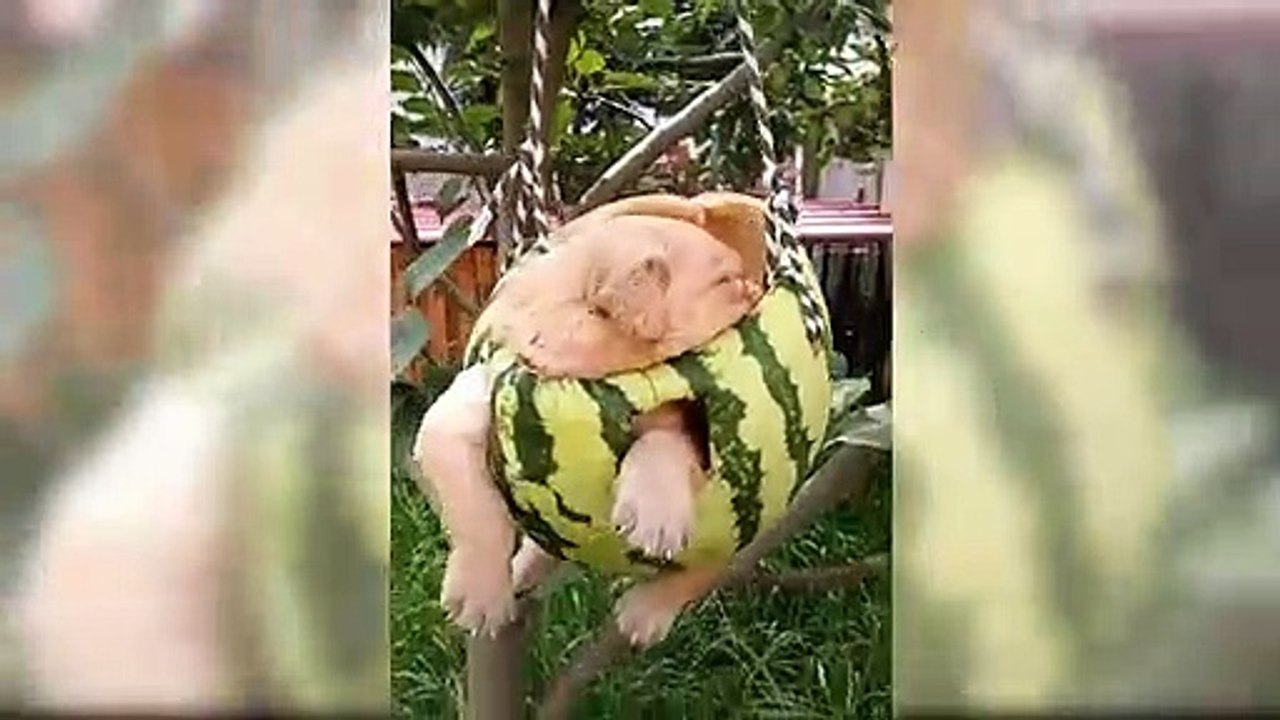 Cute Puppies Compilation 2019 - Cutest Puppies In The World Videos - Funny Puppy Videos - Puppies TV