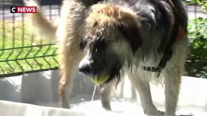 Canicule : à la SPA, les animaux ont chaud