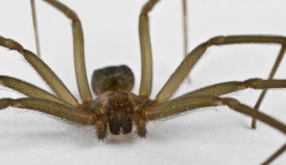 Mordu par une araignée venimeuse en région liégeoise, Nathan (13) échappe de peu à la mort!