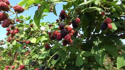 Tadına bakanların hayran olduğu böğürtlen dalında 8 lira