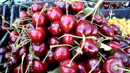 Emekli oldu, seracılık okudu, bahçe kurdu