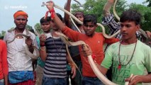 Indian devotees carry hundreds of snakes in bizarre procession during Hindu festival
