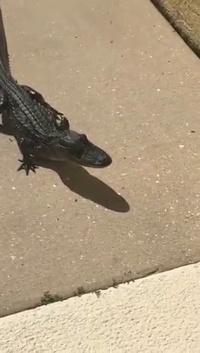 Il tombe nez à nez avec un crocodile devant sa porte d'entrée !
