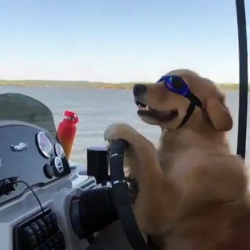 A l'aise, ce chien conduit.. un bateau !