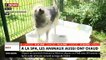 Spéciale Canicule : A la SPA, les bénévoles prennent soin des animaux qui souffrent de chaleur - VIDEO