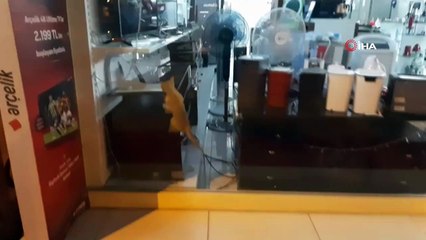 Yaramaz minik kedi iş yerinde mahsur kaldı