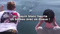 Un requin blanc heurte un bateau avec sa queue !