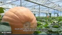 Heboh Labu Raksasa Seberat 400 Kg