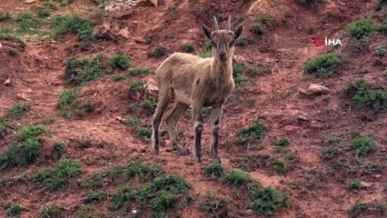 Dağ keçileri, Pülümür Çayı'nda serinledi