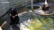 Un-bear-able heat! Bear 'back flops' into pool to cool off from soaring temperatures at Thai breeding centre