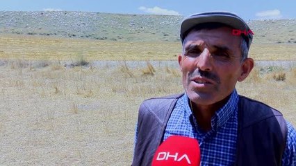 Ankara keçisinin nesli azaldı, tiftik üretimi can çekişiyor