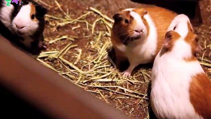 성산구출장안마 -후불100%ョ OiOS2997S5327｛카톡KC789｝ 성산구전지역출장안마 성산구오피걸 성산구출장마사지 성산구안마 성산구출장마사지 성산구콜걸샵∏∨⇔