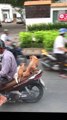 Riding Along with Puppy Dog Passengers