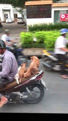 Riding Along with Puppy Dog Passengers