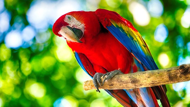 Cuidados de las aves psitácidas