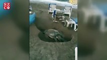 Deniz kaplumbağalarının yumurtlama alanına şezlong koydular