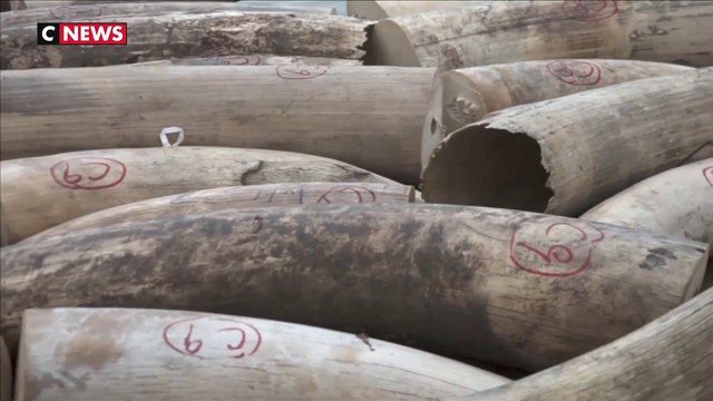 Singapour : saisie record de défenses d'éléphants