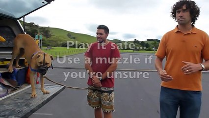 Doggy Dan's 5 Day Course- Day 3 - Dog Aggression