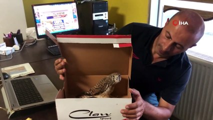 Kars’ta yavru kerkenez emin ellere teslim edildi