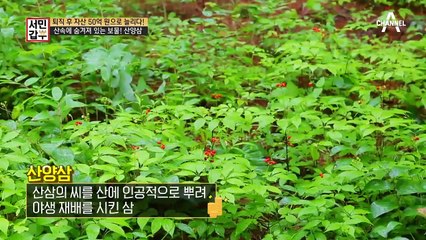 퇴직 후 자산을 50억 원으로 늘리다! 산속에 숨겨져 있는 보물 '산양삼' 갑부의 등장~