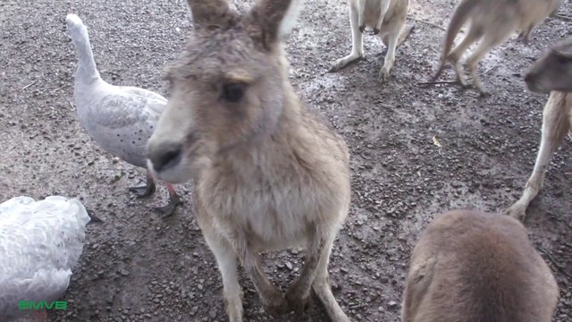 Cangurus e Demônios da Tasmânia - Port Arthur|Australia - EMVB - Emerson Martins Video Blog 2013