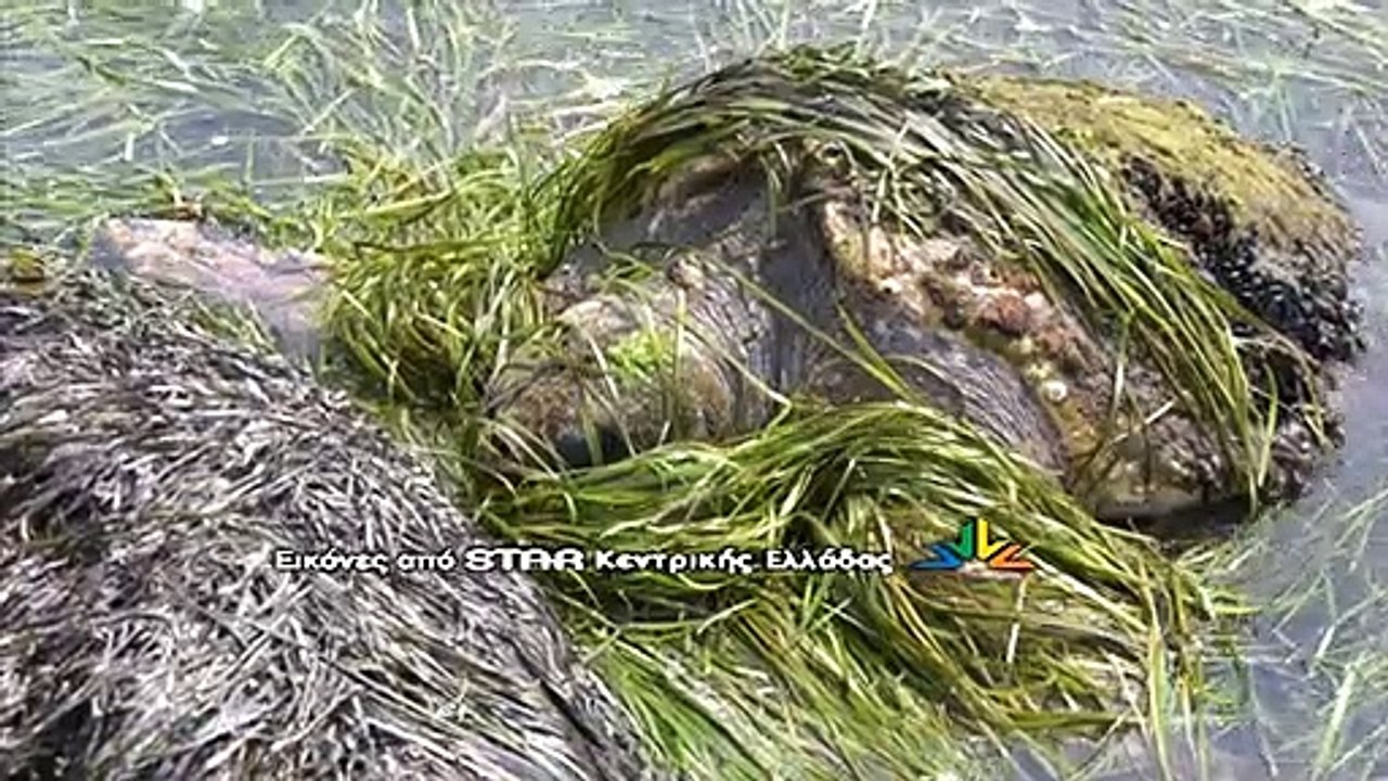 Χελώνα στη Βασιλική Στυλίδας
