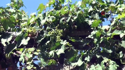 Koruk suyu şifa kaynağı