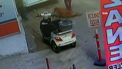 Hamile kediyi Pitbull'un ağzına böyle attı