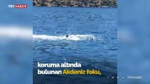 Kekova'da görülen Akdeniz fokunun balık keyfi