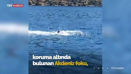Kekova'da görülen Akdeniz fokunun balık keyfi