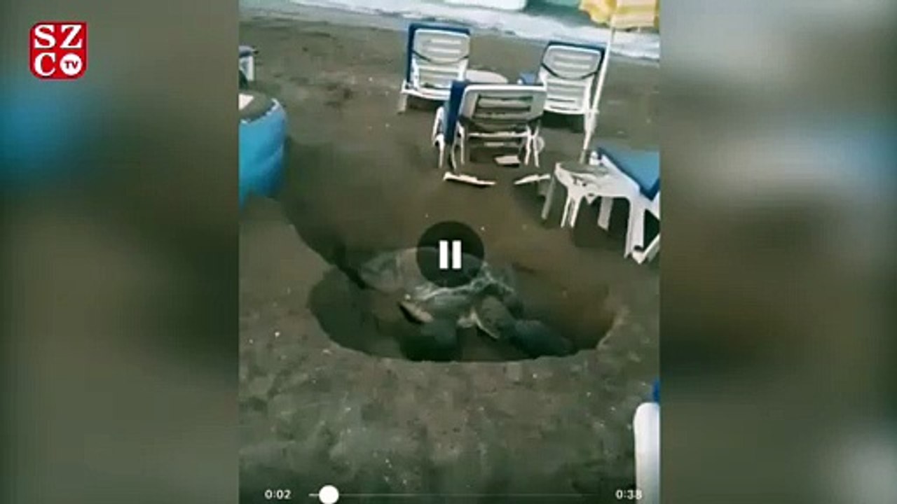Yumurtlamak için sahile çıktı, yumurtlayamadan döndü