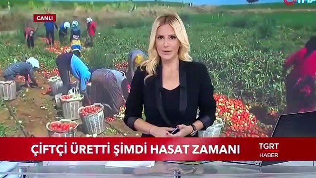 Çiftçi Üretti Şimdi Hasat Zamanı