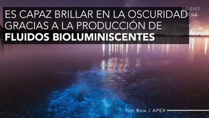 Descubren una especie de tiburón minúsculo capaz de brillar en la oscuridad