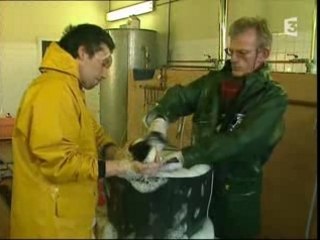 Marée noire faune mazoutée par l'Erika (Total)