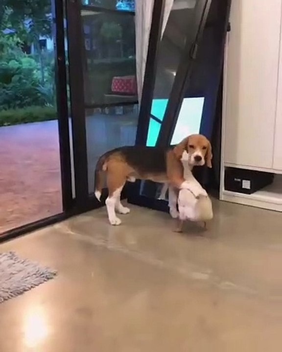 Quand un canard et un chiot sont les meilleurs amis du monde. Trop chou !