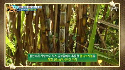 LDL 콜레스테롤 수치는 줄이고 HDL 콜레스테롤은 높이는 사탕수수 속 [폴리코사놀]