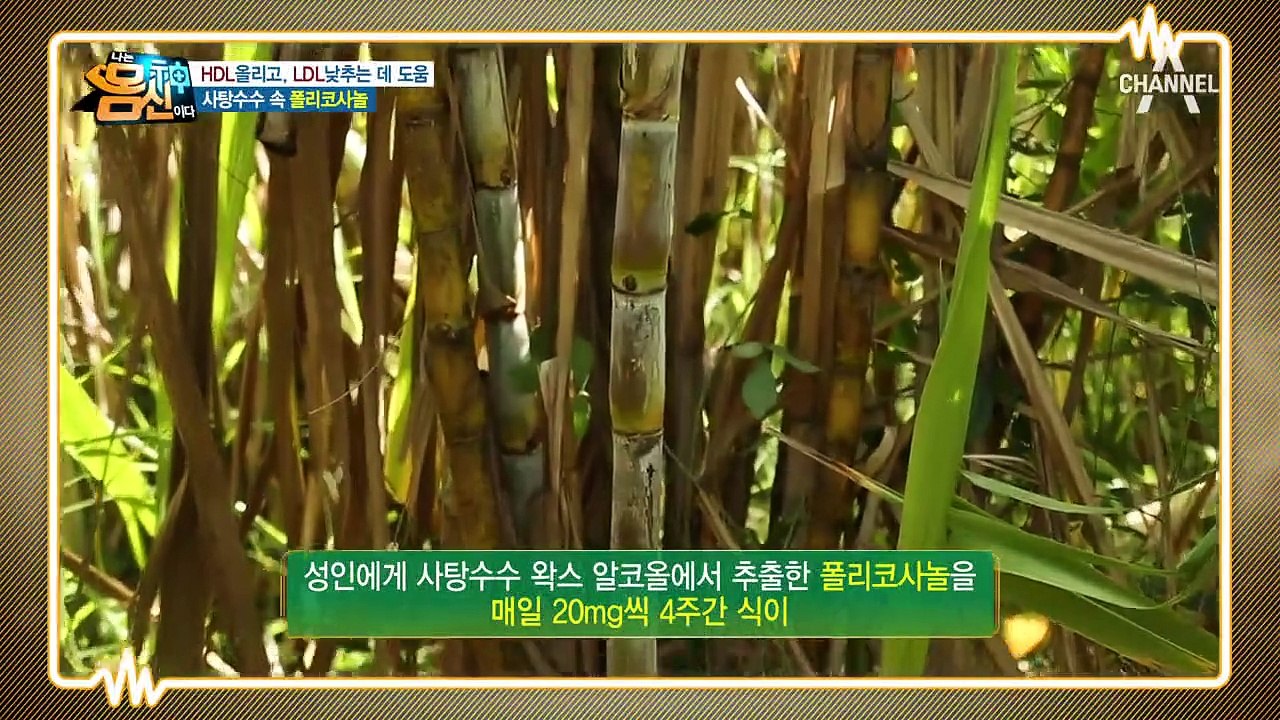 LDL 콜레스테롤 수치는 줄이고 HDL 콜레스테롤은 높이는 사탕수수 속 [폴리코사놀]