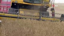 Sivas Haberler : Buğday üretiminde çiftçinin yüzü gülmüyor